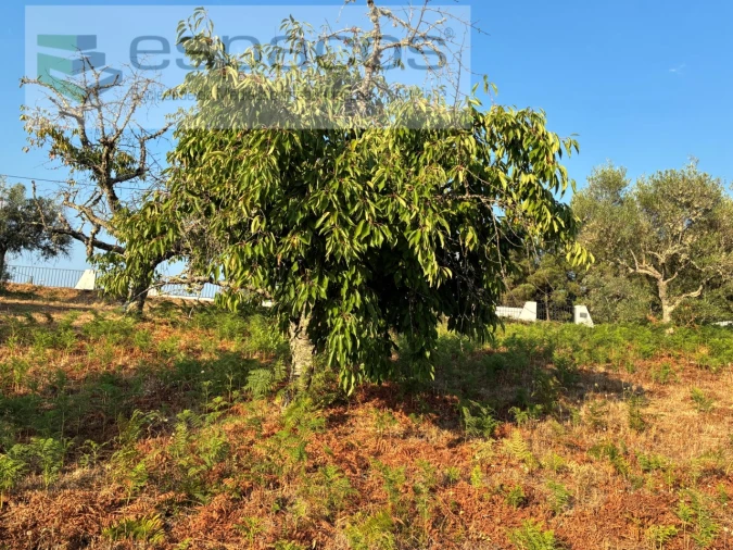 Terreno para Venda em Lavacolhos Foto 15
