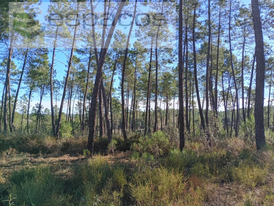 Terreno para Venda em Sarzedas Foto 10