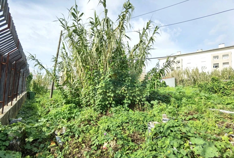 Terreno para Venda em Ajuda Foto 1