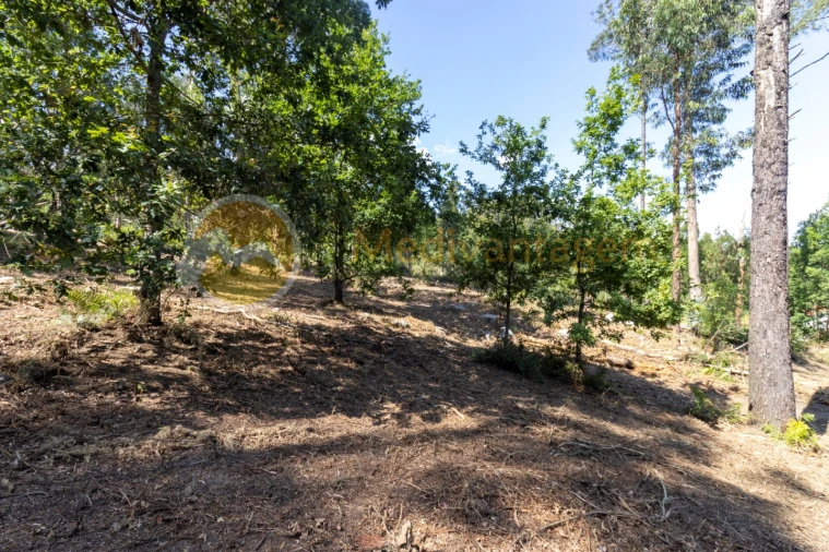 Terreno para Venda em Vila Verde e Barbudo Foto 6