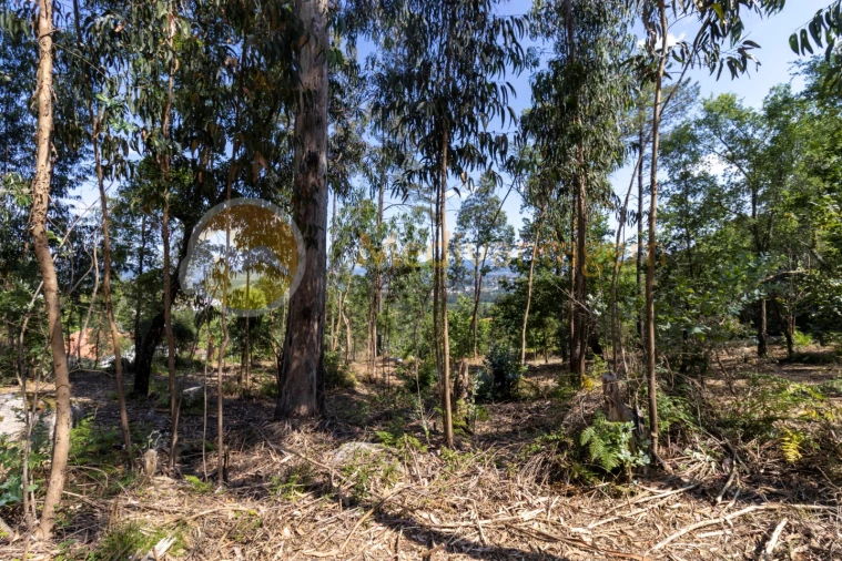 Terreno para Venda em Vila Verde e Barbudo Foto 8