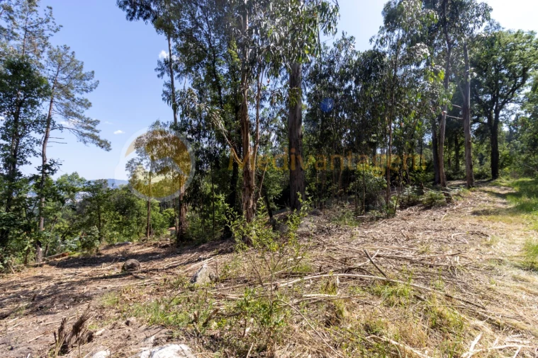 Terreno para Venda em Vila Verde e Barbudo Foto 10