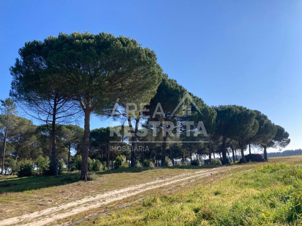 Terreno para Venda em Pegões Foto 20