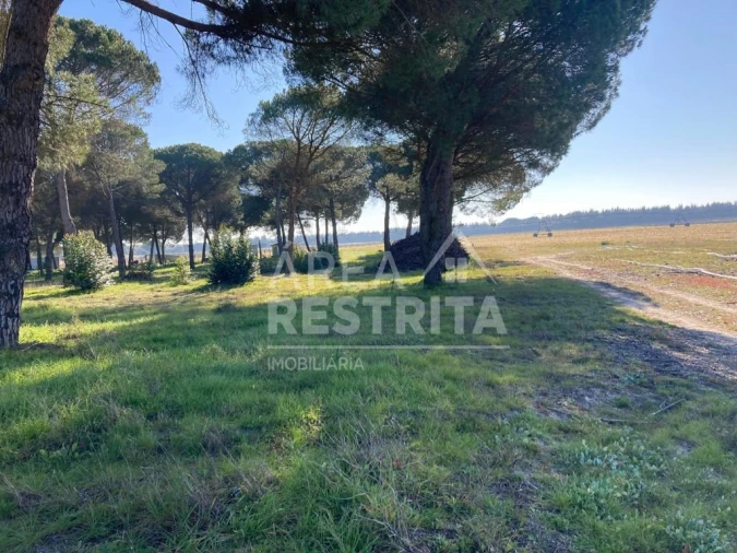 Terreno para Venda em Pegões Foto 7