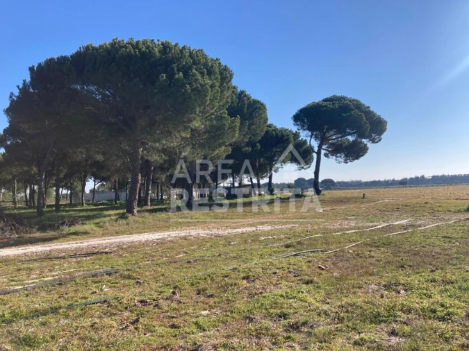 Terreno para Venda em Pegões Foto 18