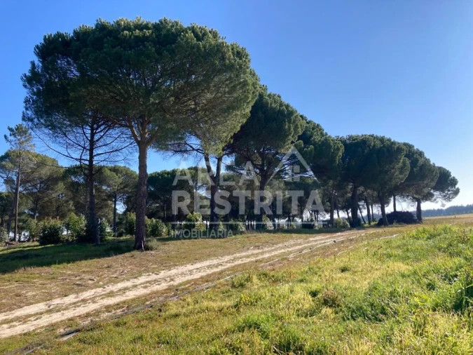 Terreno para Venda em Pegões Foto 19