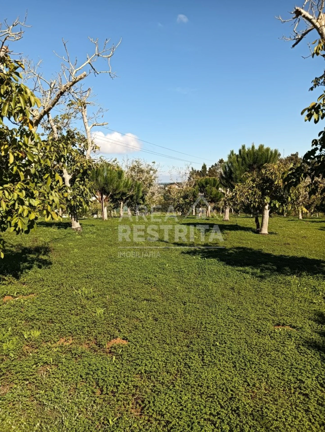 Terreno para Venda em Sesimbra (Castelo) Foto 3