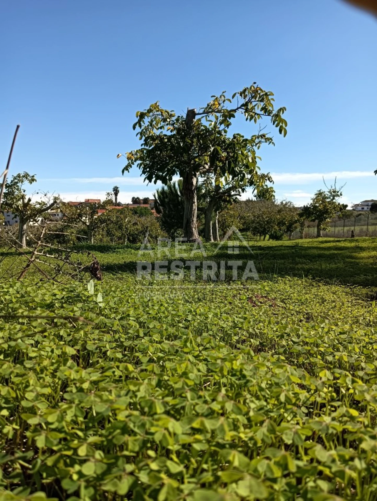 Terreno para Venda em Sesimbra (Castelo) Foto 6