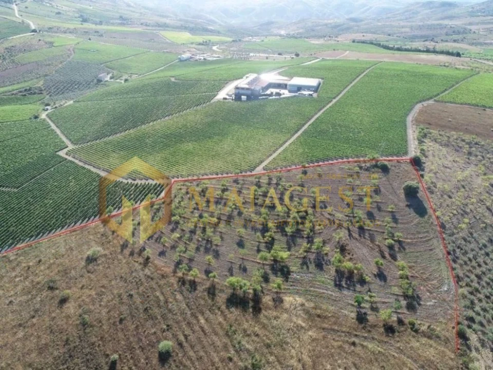 Terreno para Venda em Freixo de Espada a Cinta e Mazouco Foto 1