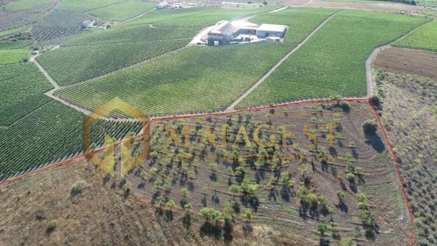 Terreno para Venda em Freixo de Espada a Cinta e Mazouco