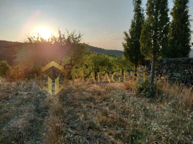 Terreno para Venda em Freixo de Espada a Cinta e Mazouco Foto 6