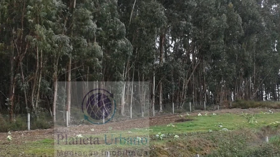 Terreno para Venda em Sobreira