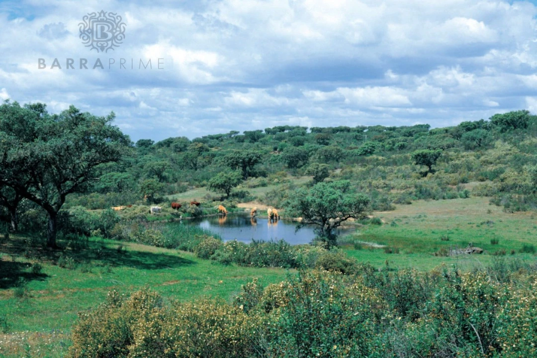 Terreno para Venda em Ourique Foto 1