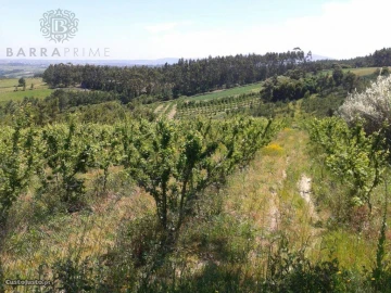 Terreno para Venda em São Brás de Alportel