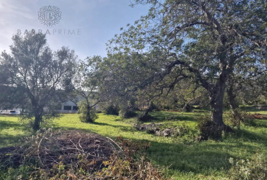 Terreno para Venda em São Brás de Alportel Foto 2