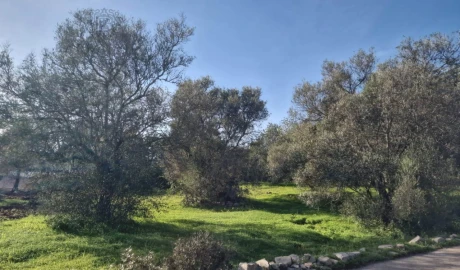 Terreno para Venda em São Brás de Alportel