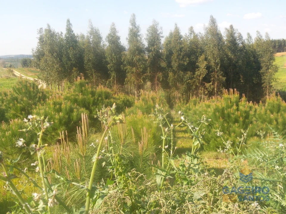 Terreno para Venda em Miragaia e Marteleira Foto 7
