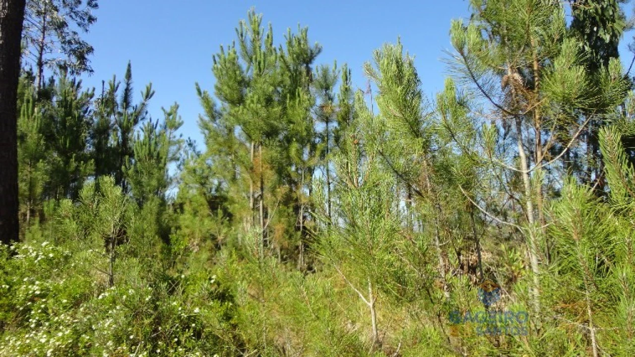 Terreno para Venda em Vidais Foto 6