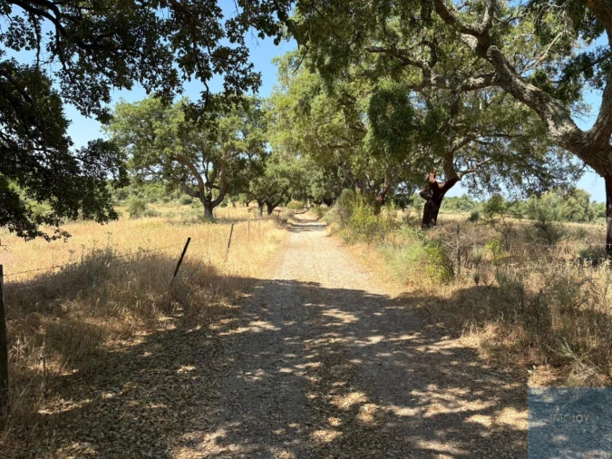 Terreno para Venda em São Vicente da Beira Foto 7