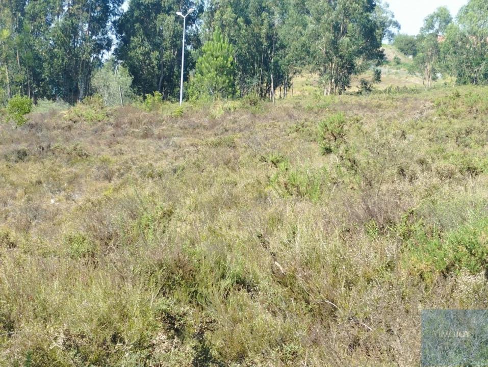 Terreno para Venda em Campo e Sobrado Foto 9