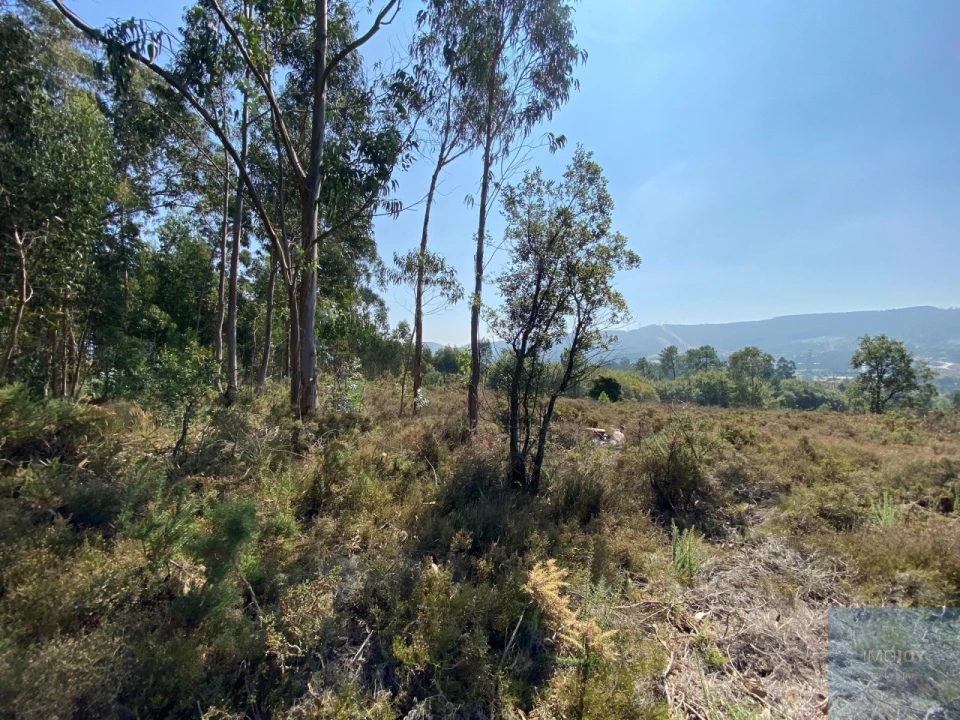 Terreno para Venda em Campo e Sobrado Foto 16