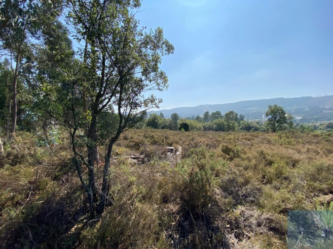 Terreno para Venda em Campo e Sobrado Foto 14