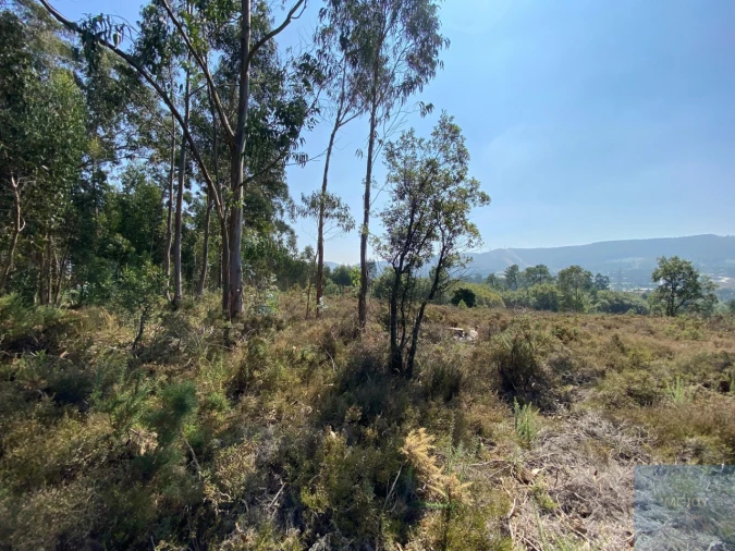 Terreno para Venda em Campo e Sobrado Foto 16