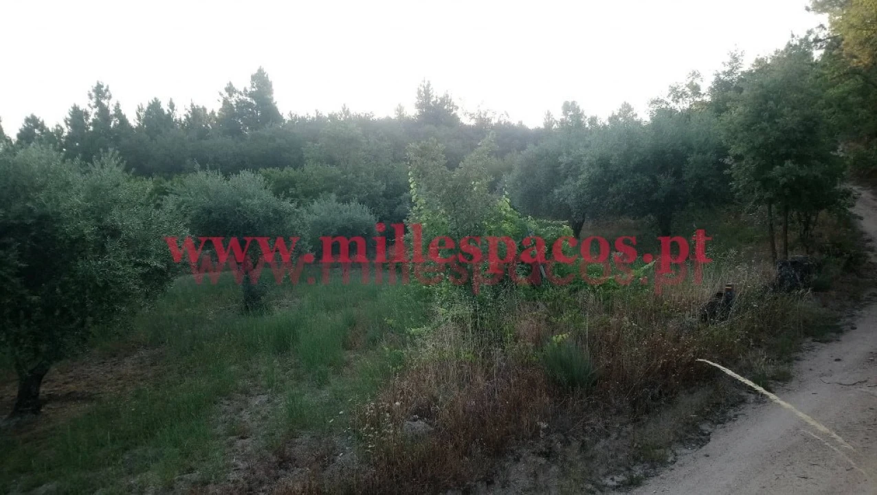 Terreno para Venda em Ferro Foto 5