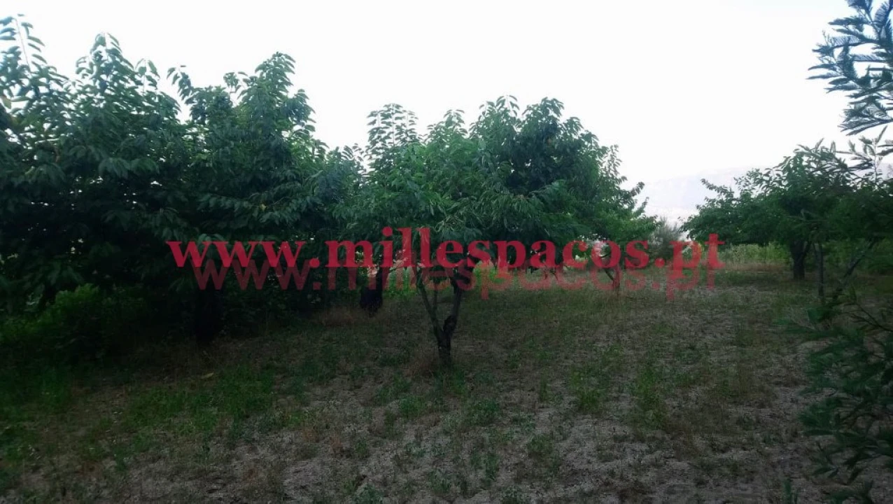 Terreno para Venda em Ferro Foto 7