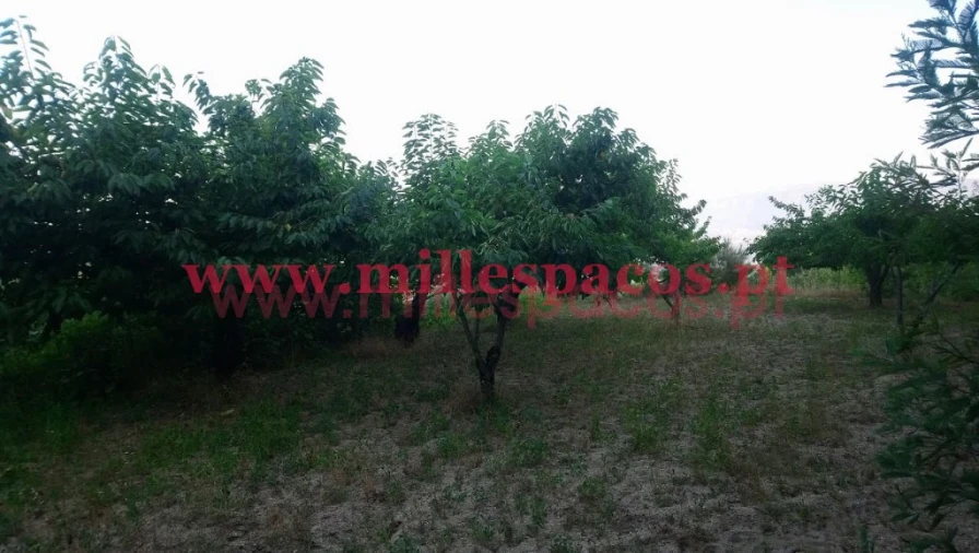 Terreno para Venda em Ferro Foto 7