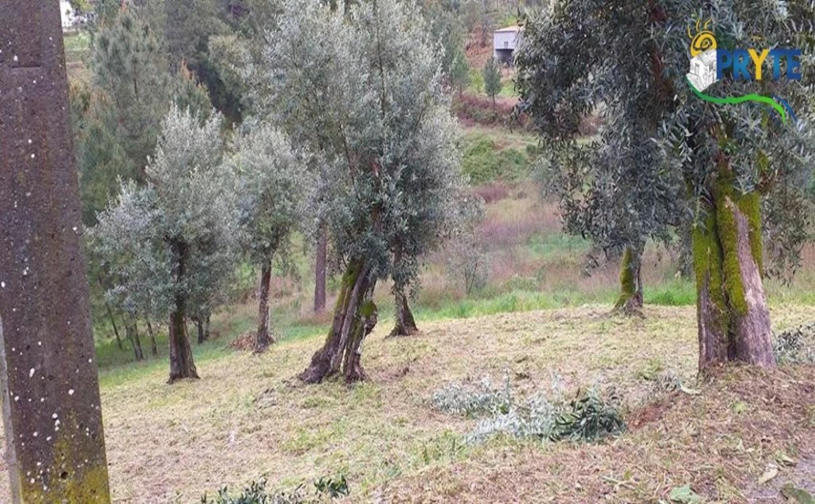Terreno para Venda em Sertã Foto 2
