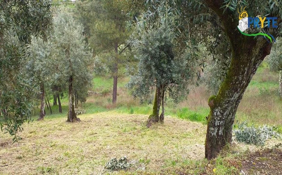 Terreno para Venda em Sertã Foto 6