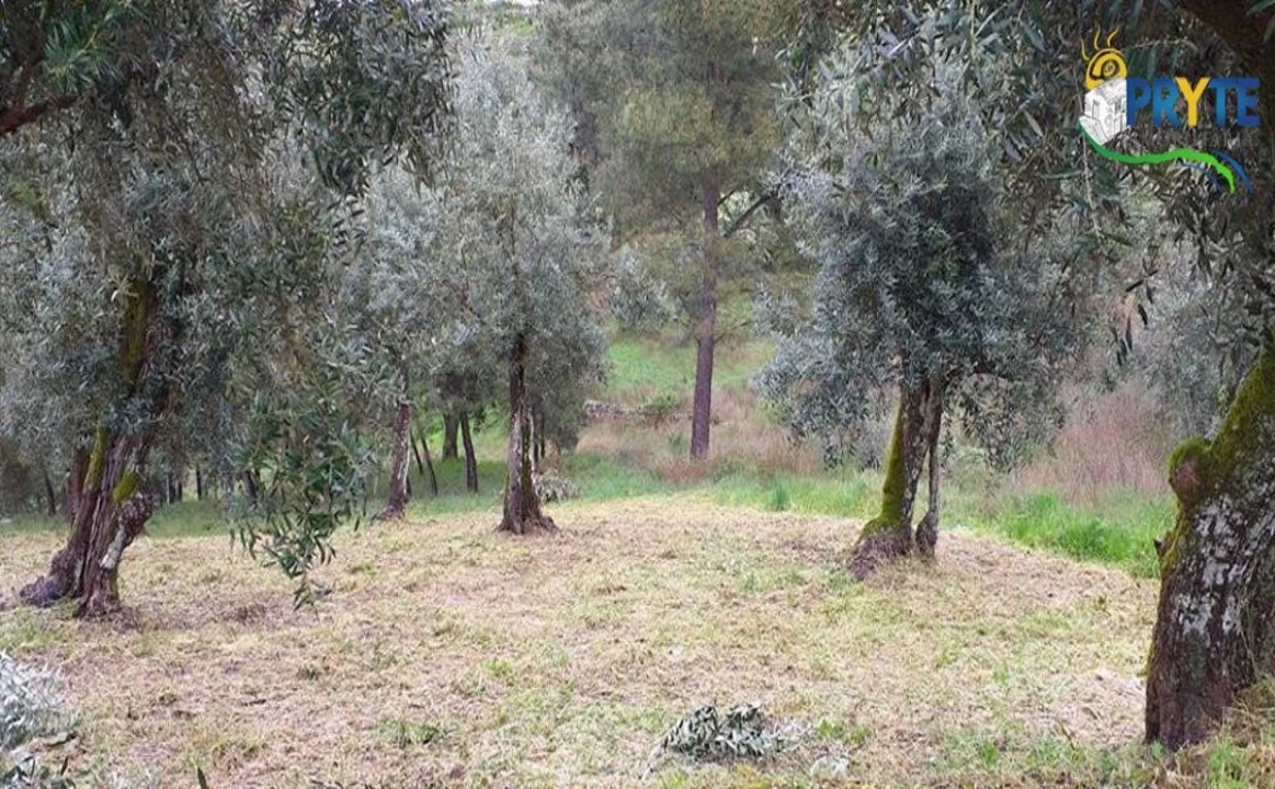 Terreno para Venda em Sertã Foto 8