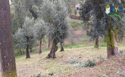 Terreno para Venda em Sertã