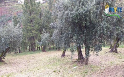 Terreno para Venda em Sertã