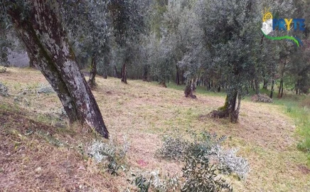 Terreno para Venda em Sertã