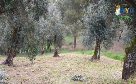 Terreno para Venda em Sertã