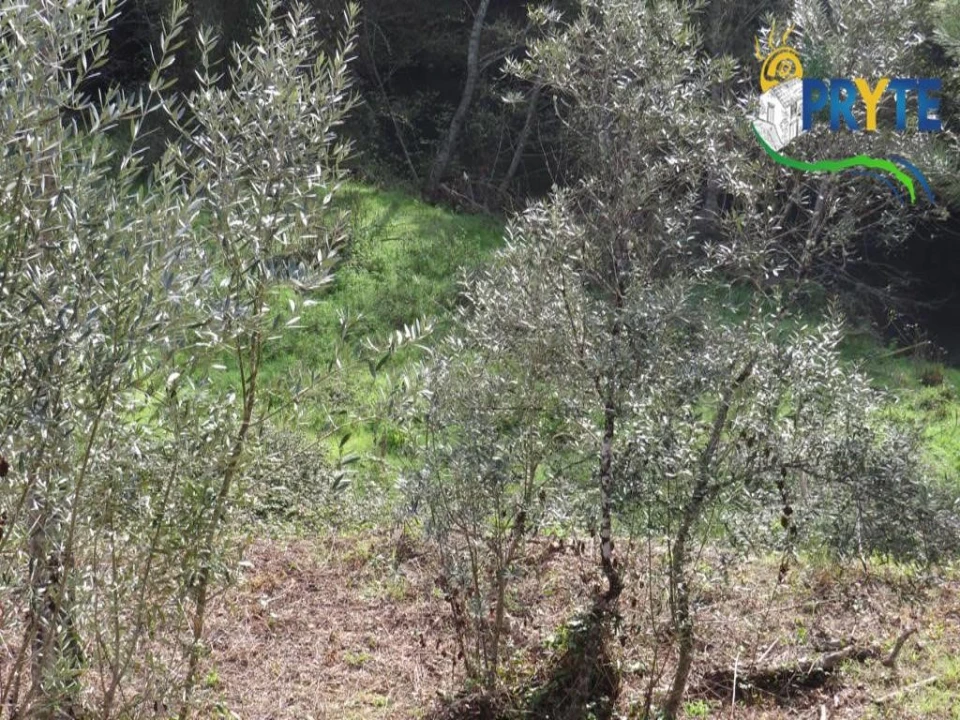 Terreno para Venda em Sertã Foto 11