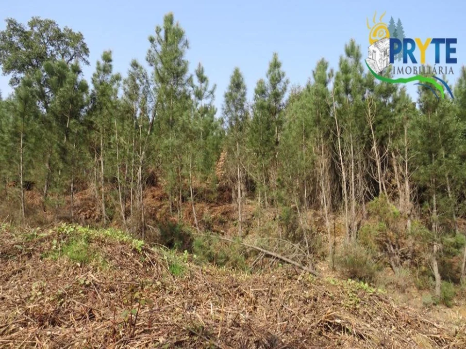 Terreno para Venda em Sertã Foto 24