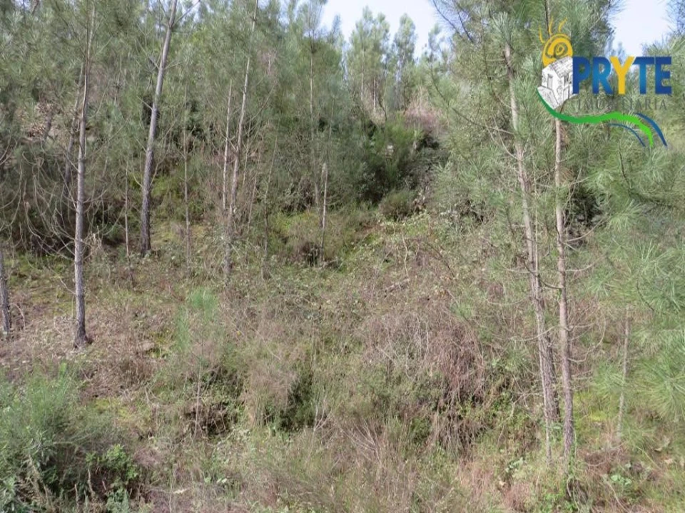 Terreno para Venda em Sertã Foto 34