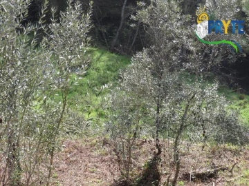 Terreno para Venda em Sertã
