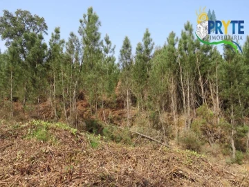Terreno para Venda em Sertã