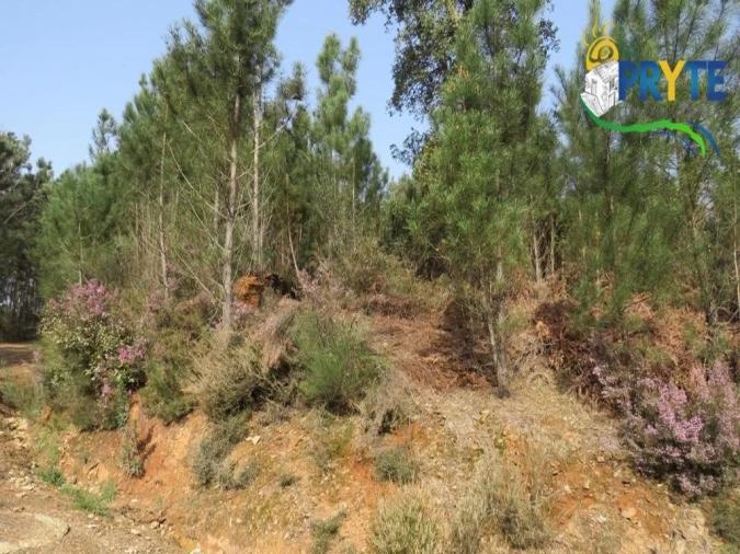 Terreno para Venda em Sertã Foto 27