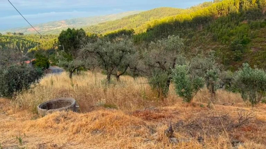 Terreno para Venda em Troviscal