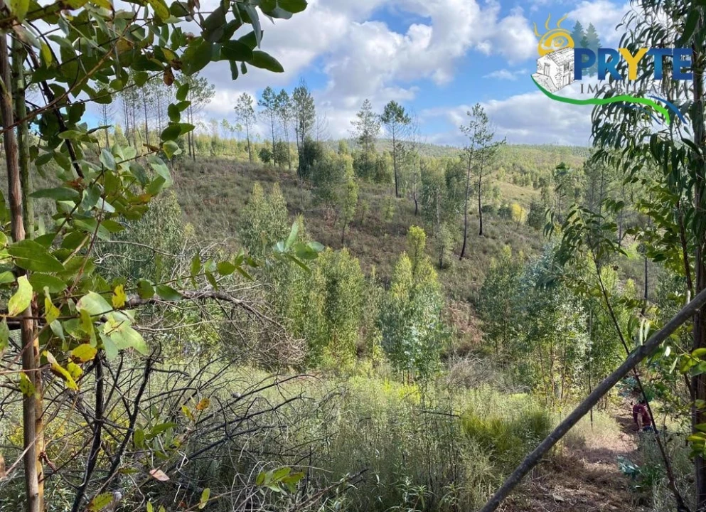 Terreno para Venda em Sertã Foto 6