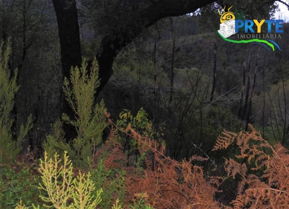 Terreno para Venda em Sertã Foto 5