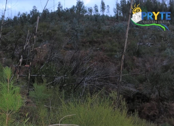 Terreno para Venda em Sertã Foto 9