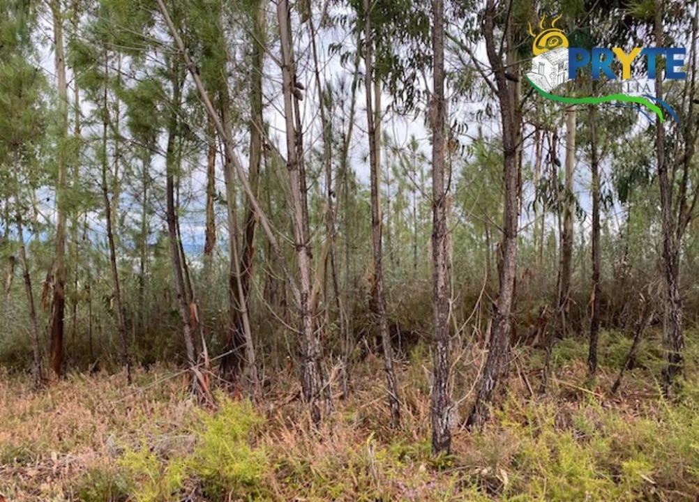 Terreno para Venda em Sertã Foto 2