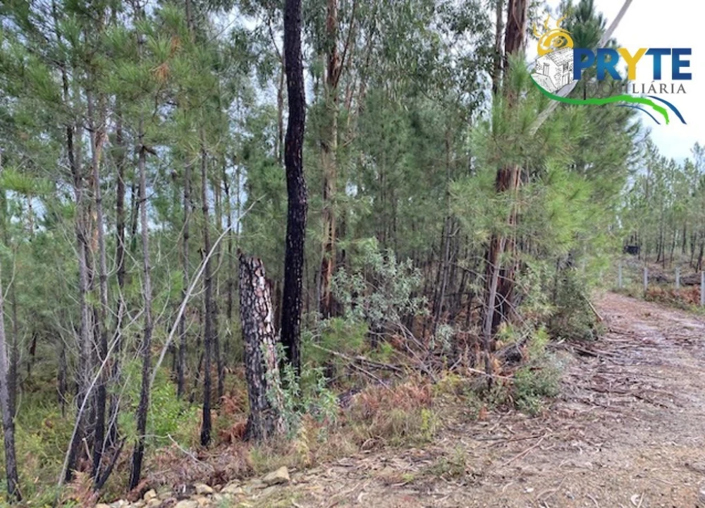 Terreno para Venda em Sertã Foto 6