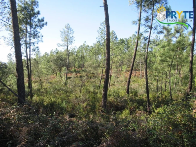 Terreno para Venda em Cumeada e Marmeleiro Foto 6